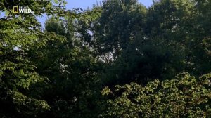 Периодическая цикада