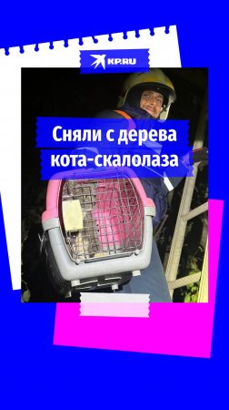 В Москве спасатели сняли небольшого кота с дерева