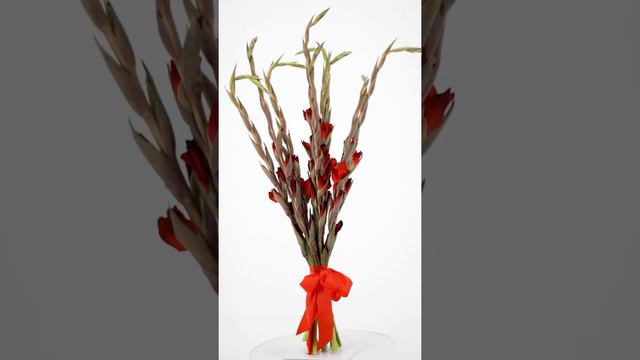 Букет из 9-ти красных гладиолусов. смотреть онлайн