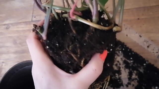 Мои сингониумы. Где ошибка? Не хочется терять этот сингониум. Обзор сортов в сентябре 2021. смотреть онлайн