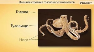 Головоногие моллюски