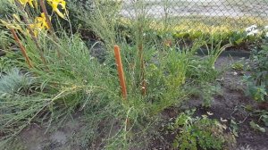 Ракитник после цветения . Cytisus .