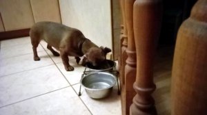 Каша для собаки