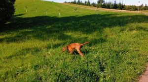 #8 родезийский риджбек на прогулке в германии