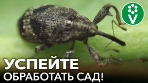ПРОСНУЛСЯ САМЫЙ ОПАСНЫЙ ВРЕДИТЕЛЬ ПЛОДОВЫХ! Срочно опрыскайте сад этим средством