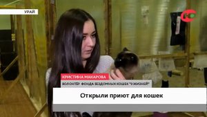 В Урае старый спортзал оборудовали под приют для кошек