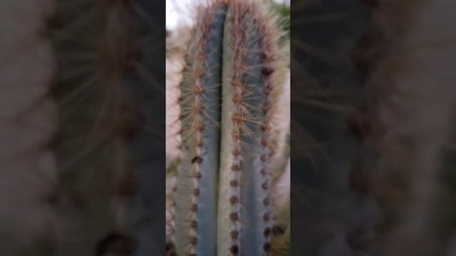 Pilosocereus Pachycladus budding