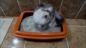 Что нужно купить котенку?