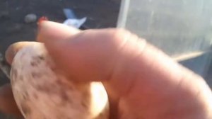 Цены на инкубационное яйцо у меня и в Краснодарском крае