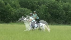 Топ 10 Самых Красивых Лошадей в Мире. Самые Красивые Породы Лошадей