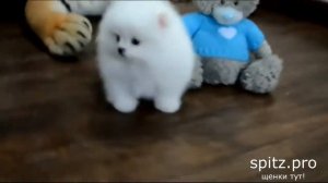Очаровательный Померанский Шпиц Девочка Мини