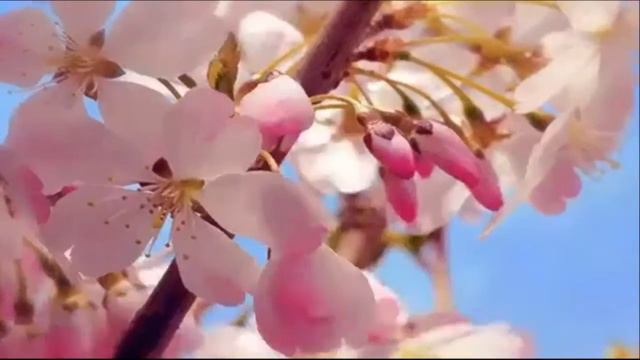 Буктрейлер к произведению «Вишневый сад» Антона Павловича Чехова смотреть онлайн