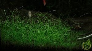 Eleocharis Parvula - Trimming