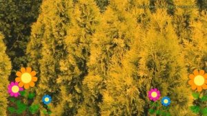 Туя западная Европа Голд. Краткий обзор, описание характеристик thuja occidentalis Europa Gold