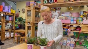 Растение Фуксия - желанная многими капризуля | Как ухаживать за фуксией