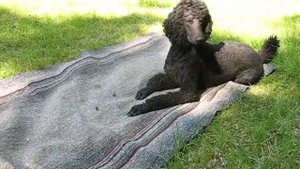 Смешная игра с жучком. Большой Королевский пудель.