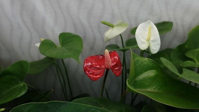 Антуриум уход за детками.