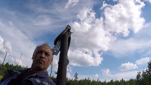 Гадюка болотная. Приблизить и приглядеться. Красота!