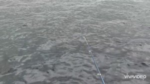 Мурманск. Рыбалка с пирса.