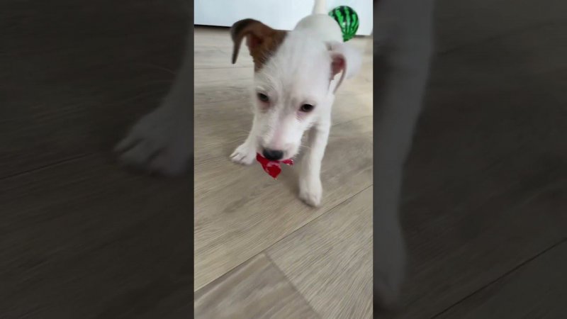 Хороший шарик! Был.