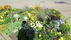 ШИКАРНЫЕ примеры сочетания растений на клумбах!