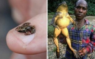 Топ самых необычных жаб в мире!.