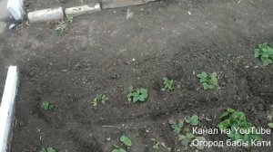 Клубника! Уход за клубникой весной для большого урожая.