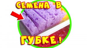 Как прорастить семена перед посадкой в губке? Способы проращивания семян #1