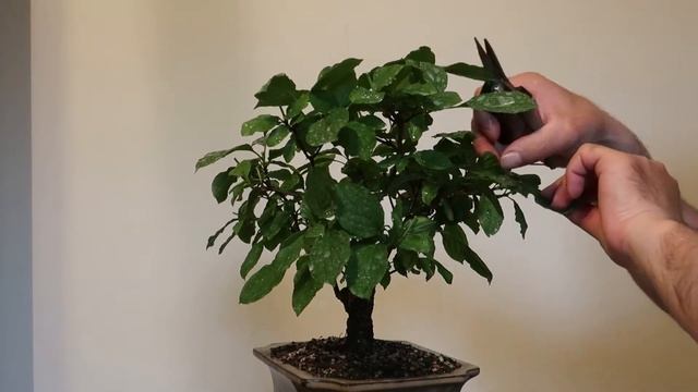 Cornus sanguinea / Sânger - proiect bonsai / Ep.2 tăiere de întreținere смотреть онлайн