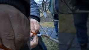 Прививка груши на айву