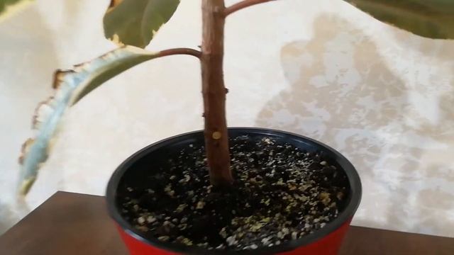 История одного фикуса. Видео 3. смотреть онлайн