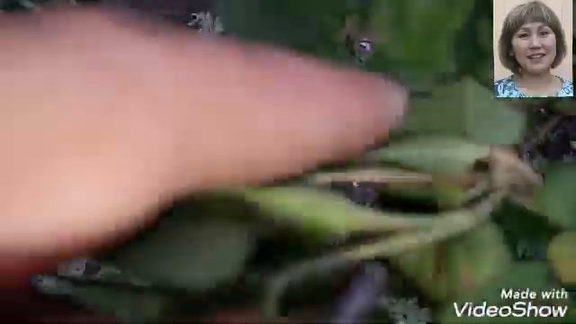 27 мая 2020г. Что с моей смородиной? смотреть онлайн