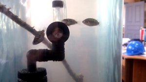 Виды цихлид, Цихлазома чернополосая, малек 3 месяца, аквариумные рыбки