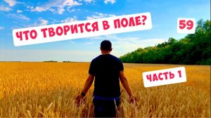 ЧТО ТВОРИТСЯ НА ПОЛЯХ У ОБЫЧНОГО ФЕРМЕРА ?