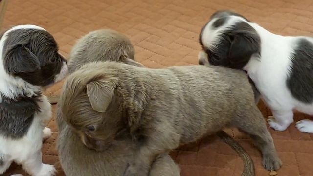 28 дней ИГРЫ ЩЕНКИ #чихуахуа ( Божена и Купидон) питомник Кастропуло Крым +79787458062 смотреть онлайн