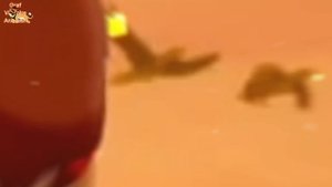 Клип(Красками разными/Animash)