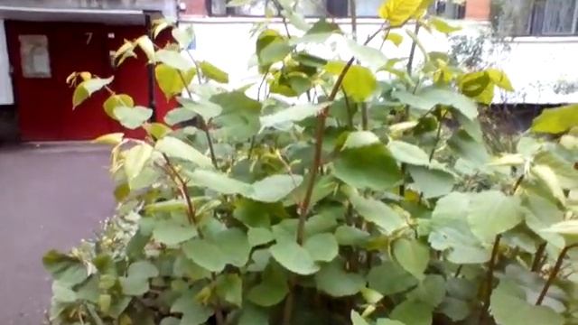 СПИРЕЯ белая и другие цветы у домов, 23 мая 2021 Санкт - Петербург смотреть онлайн