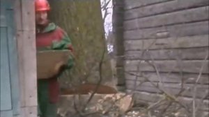 спил дуба