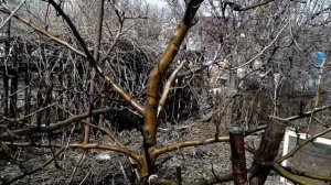 Чем опрыскивать деревья весной.  Препараты для опрыскивания