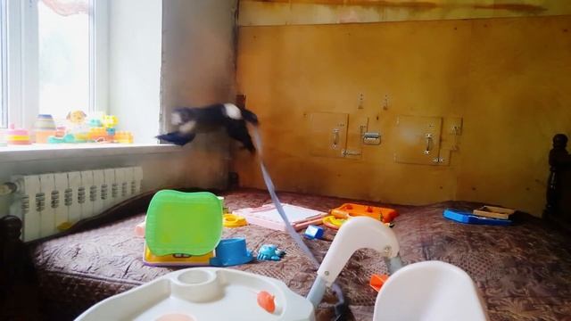 Что делает маленькая домашняя обезьянка Алекса, одна дома?! Скрытая съёмка, я такого не ожидала!