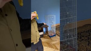 Отвечаю🐒Сколько стоит мартышка, где можно купить?