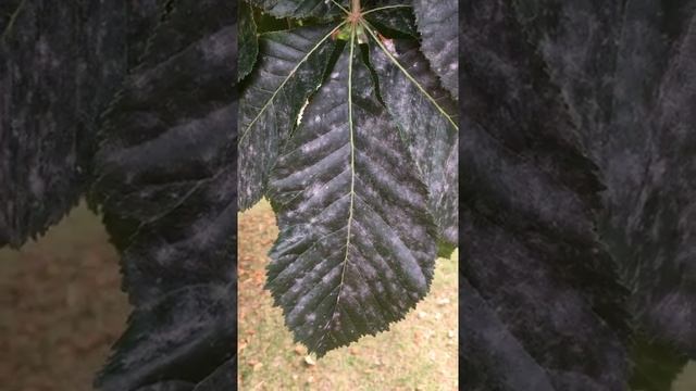 Red Horse Chestnut (Aesculus x carnea) - leaflet close up - July 2018