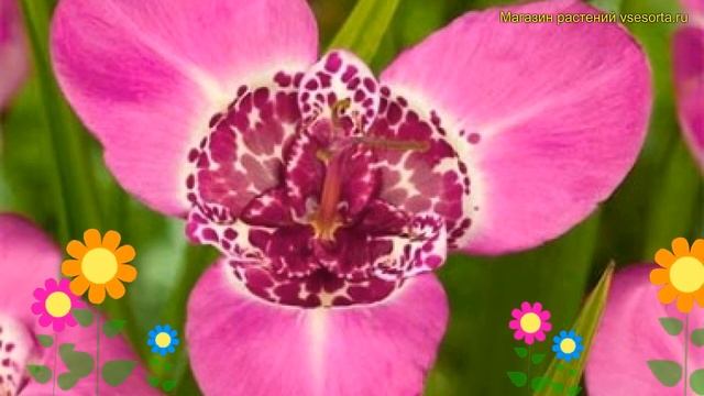 Тигридия павлиния Лилак. Краткий обзор, описание характеристик tigridia pavonia Lilac смотреть онлайн