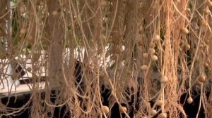 Современные технологии выращивания картофеля - Выращивание картофеля в аэропонике