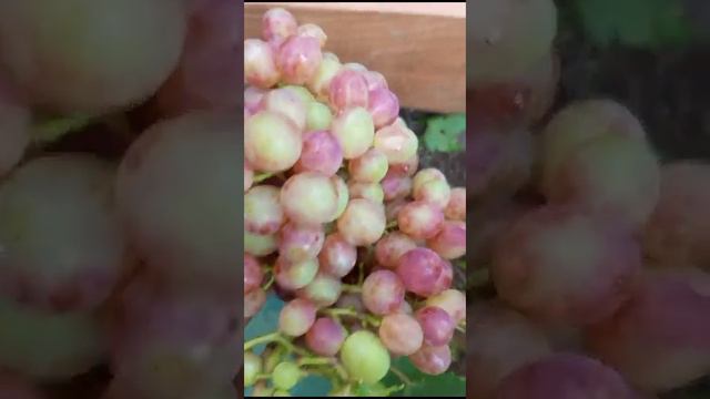 Зал Славы. Результат прекрасный, но куст перегружен и опасения хозяйки не напрасны. смотреть онлайн