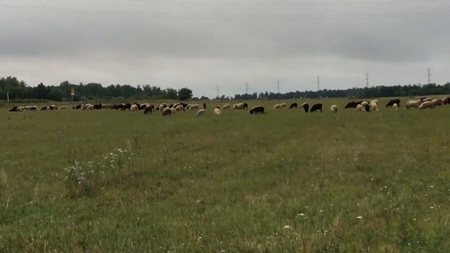 Барашки на Корбан смотреть онлайн