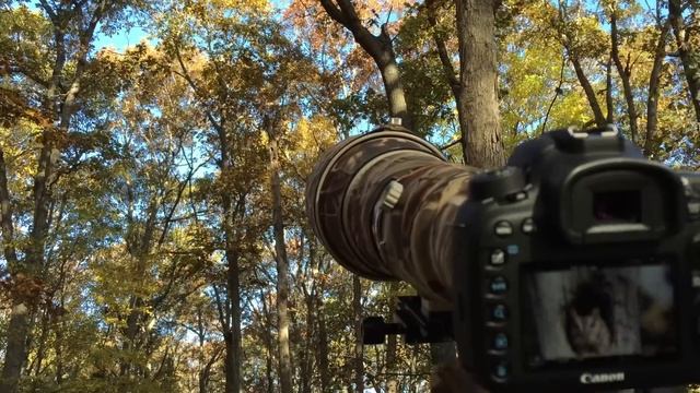 Shooting video with a Canon 7D Mark II with 800mm with 2x extender смотреть онлайн