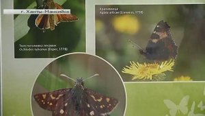 Бабочка крапивница оказалась рекордсменкой по длительности жизни