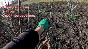 Обрезка вишни  - Стройное веретено 2024 - Агро Сад