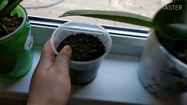 НАКОНЕЦ-ТО ВСЁ/ПОКАЗЫВАЮ КОМНАТНЫЕ ЦВЕТЫ смотреть онлайн